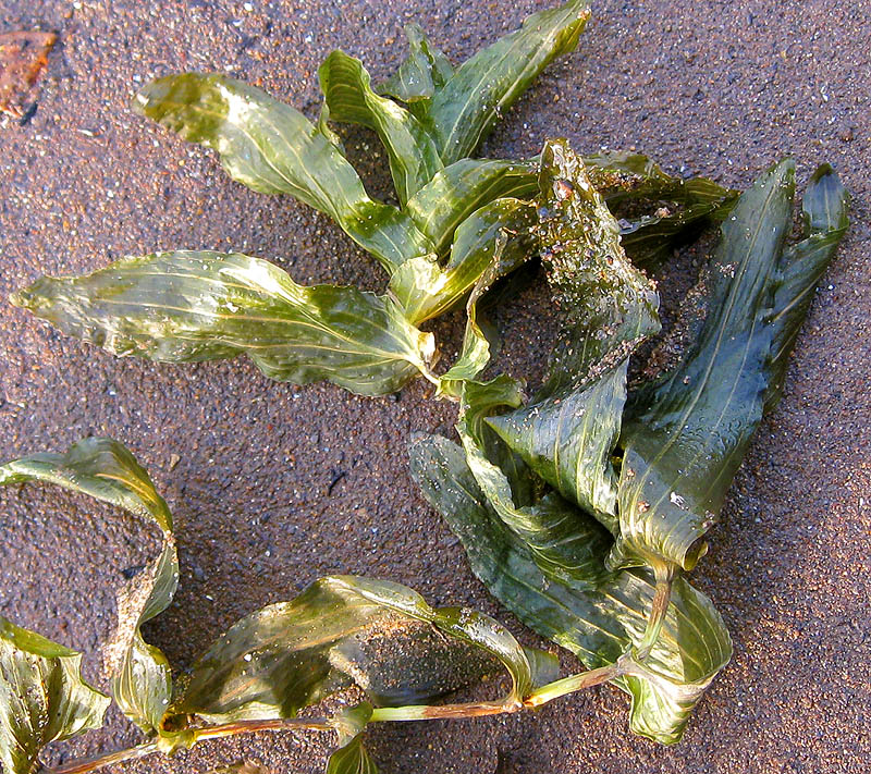 Image of Potamogeton &times; cognatus specimen.