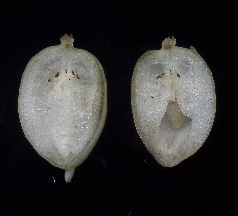 Изображение особи Symphoricarpos albus var. laevigatus.
