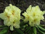 Rhododendron aureum