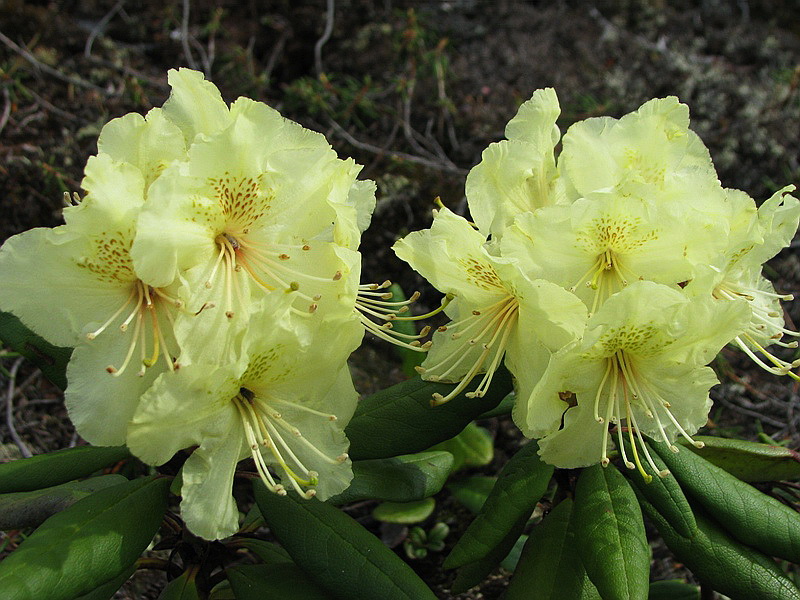 Image of Rhododendron aureum specimen.