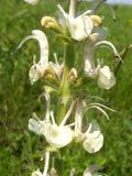 Image of taxon representative. Author is Татьяна Горелова