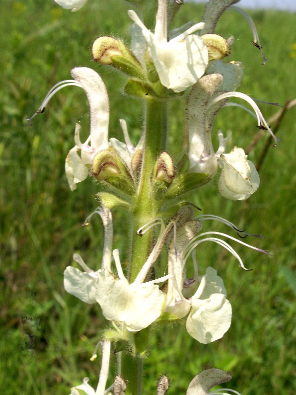 Изображение особи Salvia revelata.