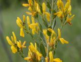 Genista tinctoria. Фрагмент соцветия. Белая окантовка стеблей и листьев - густое опушение. Белгородская обл., окр. пос. Борисовка. 30.06.2009.