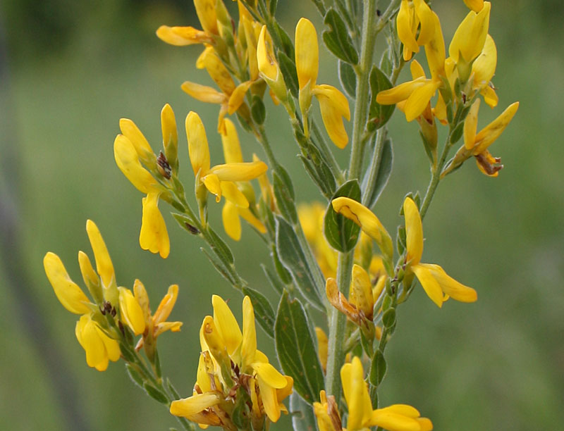 Image of Genista tinctoria specimen.