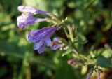 Nepeta sibirica