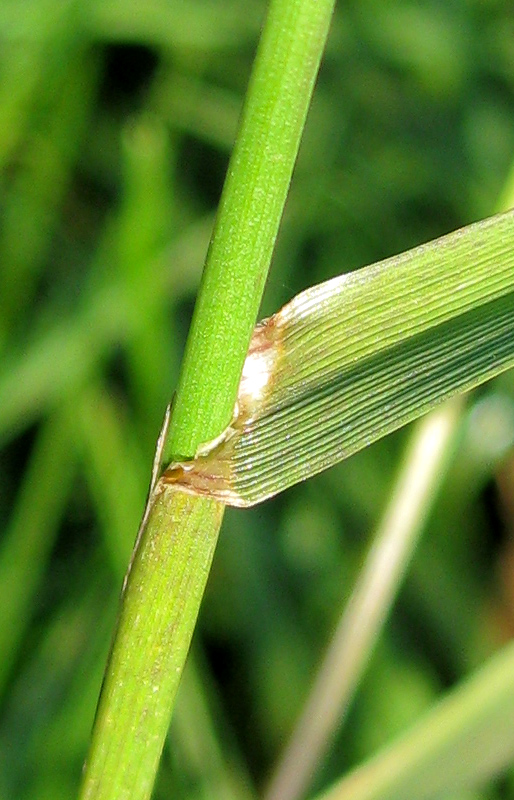 Image of Lolium perenne specimen.