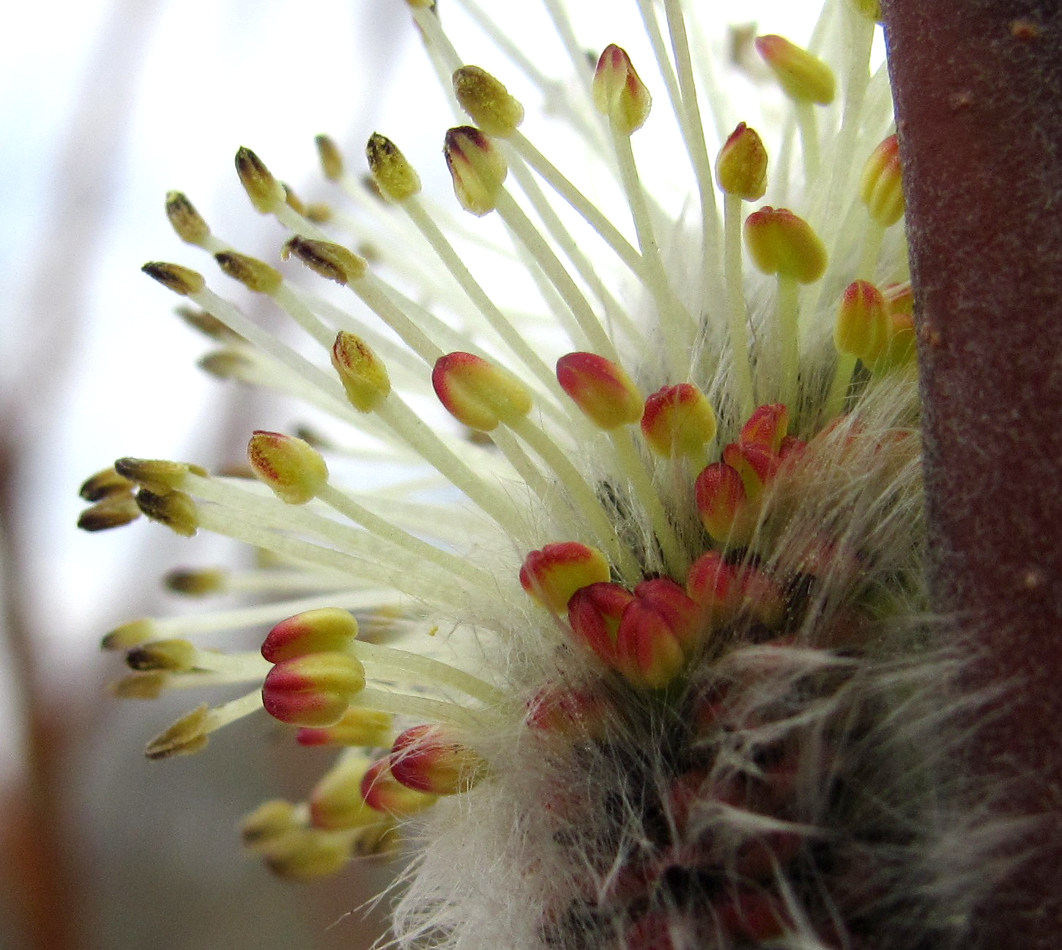 Image of Salix gmelinii specimen.