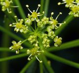 Heracleum sibiricum. Элементарное соцветие - зонтичек. Московская обл., Раменский р-н, окр. дер. Хрипань, садовый участок. 25.06.2015.