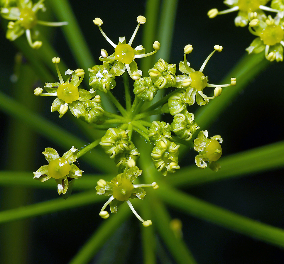 Изображение особи Heracleum sibiricum.