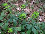 Euphorbia amygdaloides. Цветущие растения. Краснодарский край, Сочи, окр. Адлера, широколиственный лес. 16.02.2015.