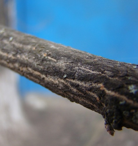 Image of Acer campestre specimen.