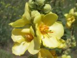 Verbascum ovalifolium. Цветки. Западный Крым, Сакский р-н, окр. пос. Новофёдоровка. 12 июля 2015 г.