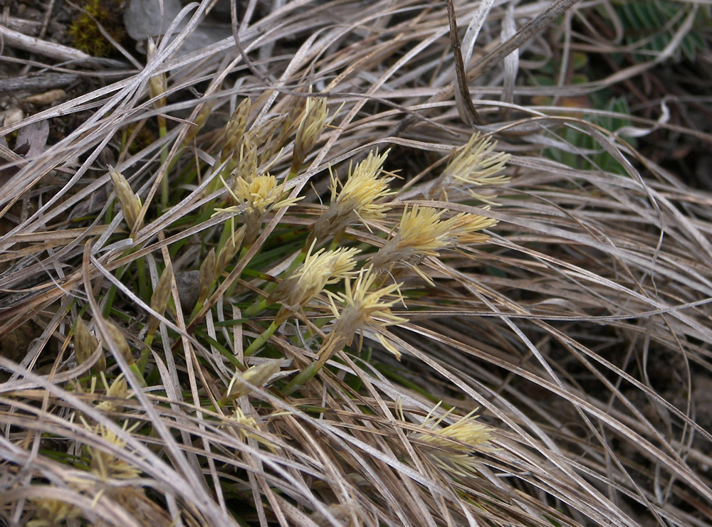 Изображение особи Carex humilis.