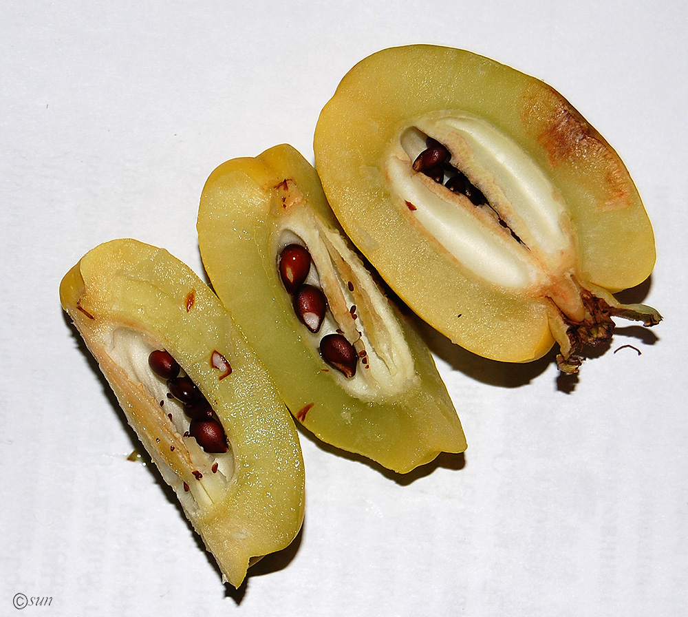 Image of Chaenomeles japonica specimen.