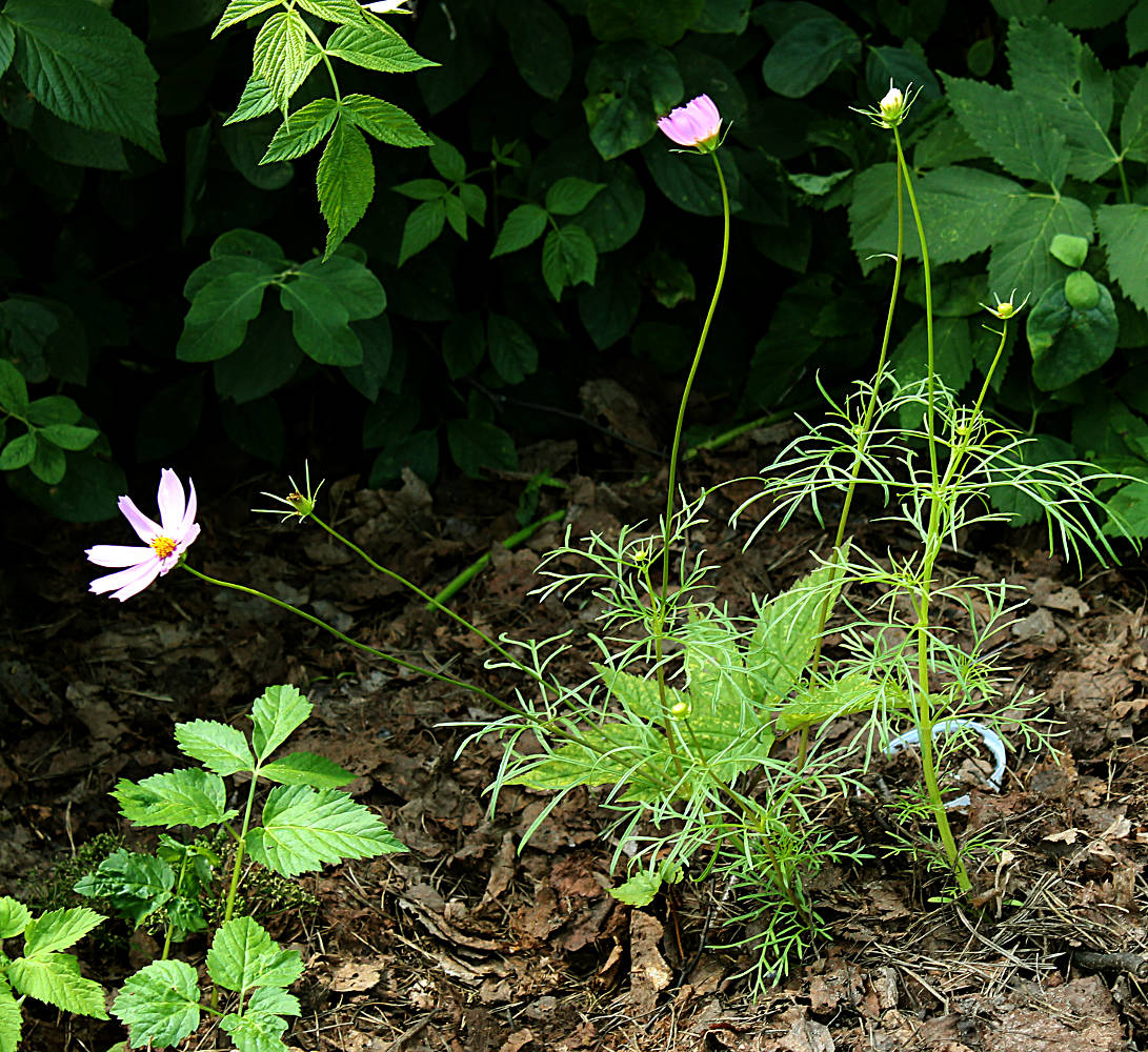 Изображение особи Cosmos bipinnatus.