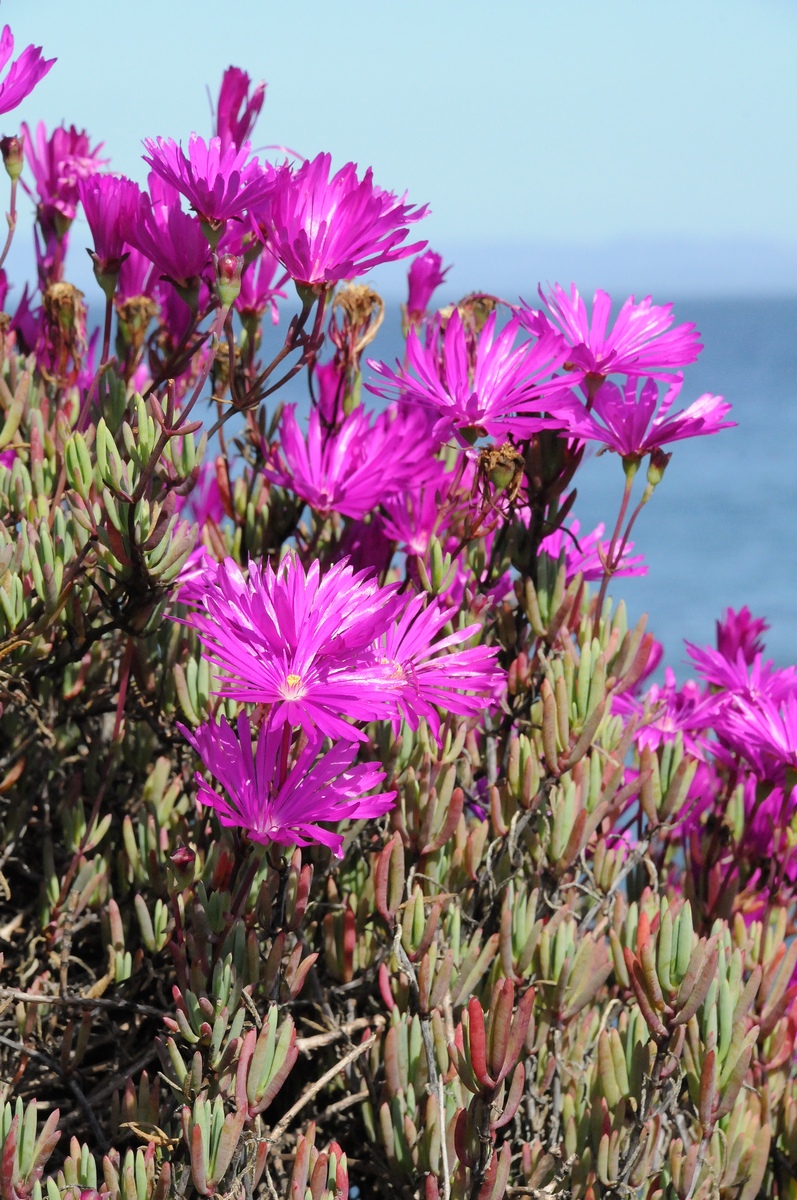 Изображение особи Lampranthus productus.