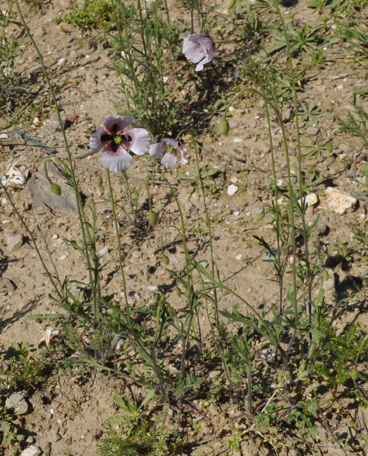 Изображение особи Papaver lecoqii.