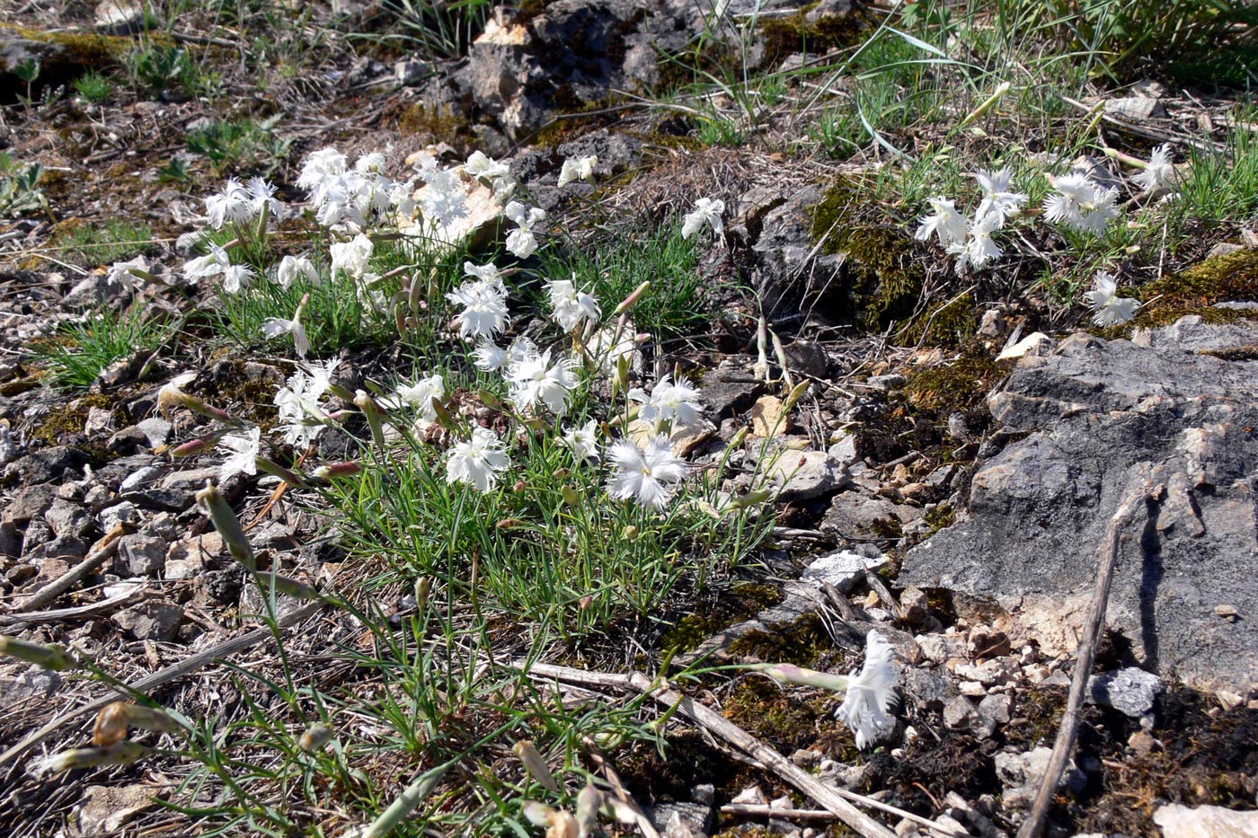 Image of Dianthus acicularis specimen.