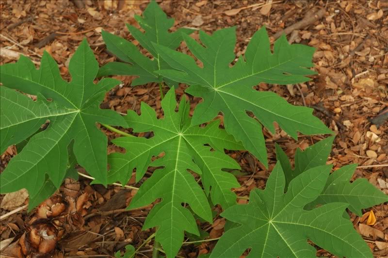 Image of Carica papaya specimen.