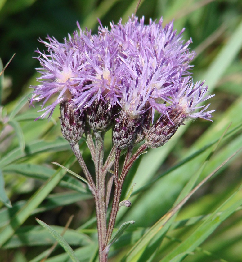 Image of Saussurea amara specimen.