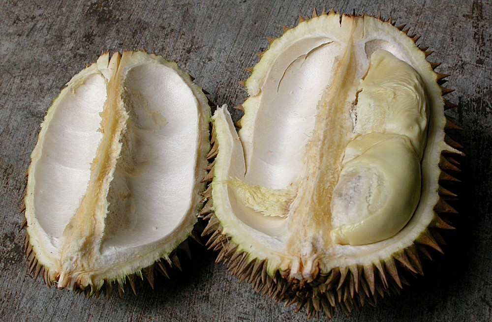Image of Durio zibethinus specimen.
