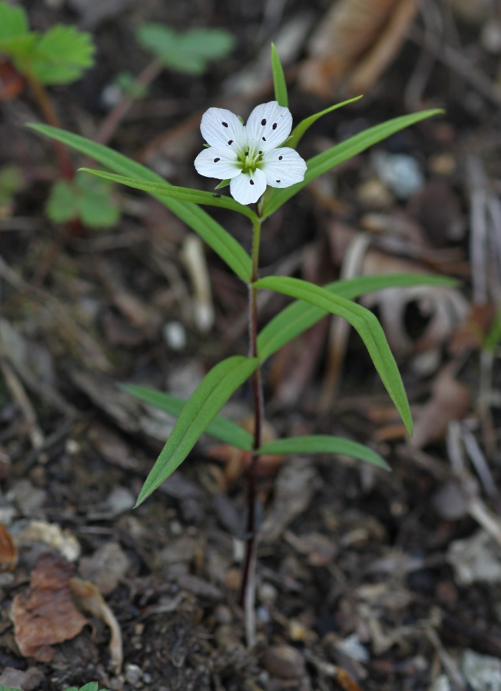 Image of Pseudostellaria rigida specimen.