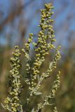 Artemisia absinthium. Верхняя часть соцветия. Калужская обл., ст. Думиничи, пустырь у железной дороги. 26.08.2009.