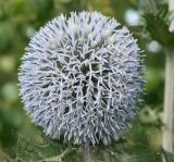 Echinops sphaerocephalus. Соцветие. Казахстан, Уланский р-н, окр. с. Украинка. 12.07.2011.