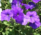Petunia × atkinsiana. Верхушка цветущего растения. Восточный Казахстан, г. Усть-Каменогорск, парк, в культуре. 18.07.2012.