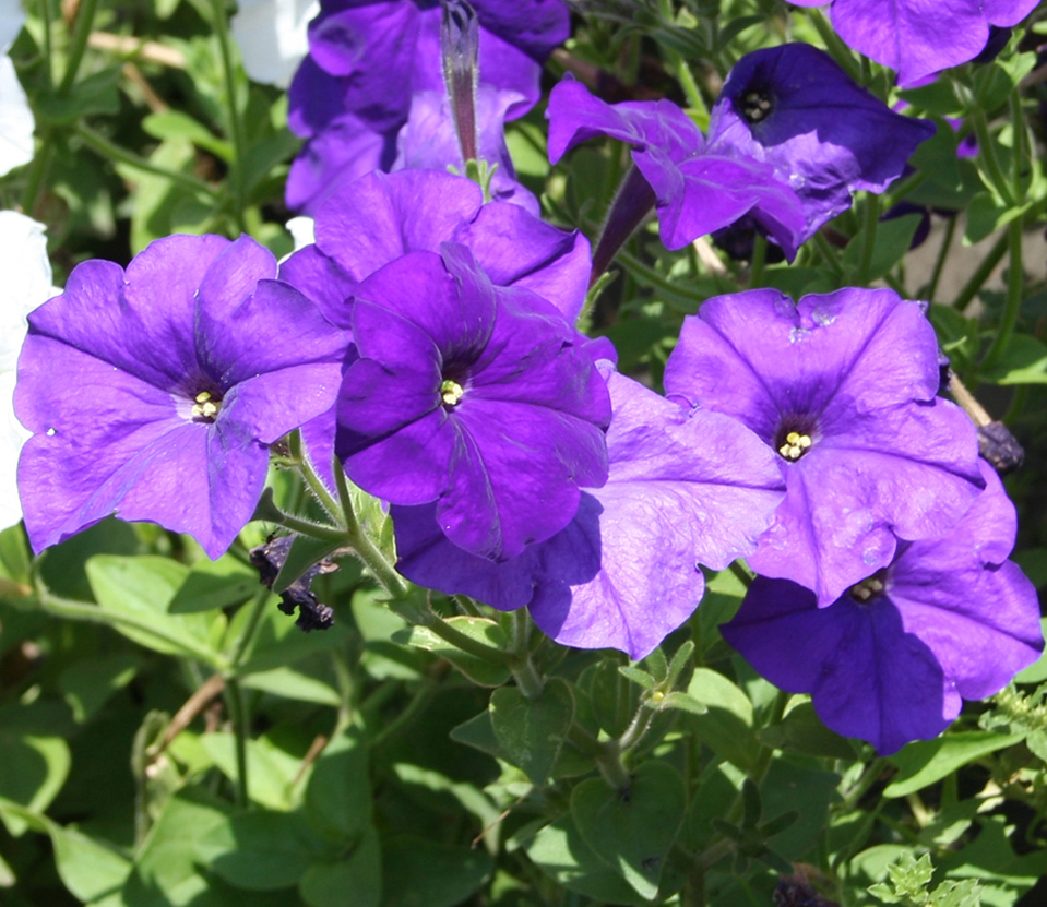 Изображение особи Petunia &times; hybrida.