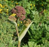 Ferula songarica