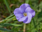 Linum nervosum