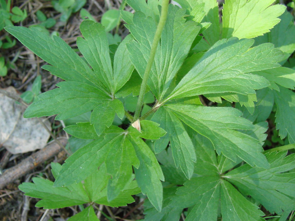 Изображение особи Anemone sylvestris.