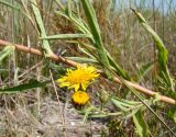 Inula caspica. Часть цветущего растения. Краснодарский край, Анапский муниципалитет, с. Витязево, Витязевская пересыпь, засоленный приморский луг у дюны. 19.08.2015.