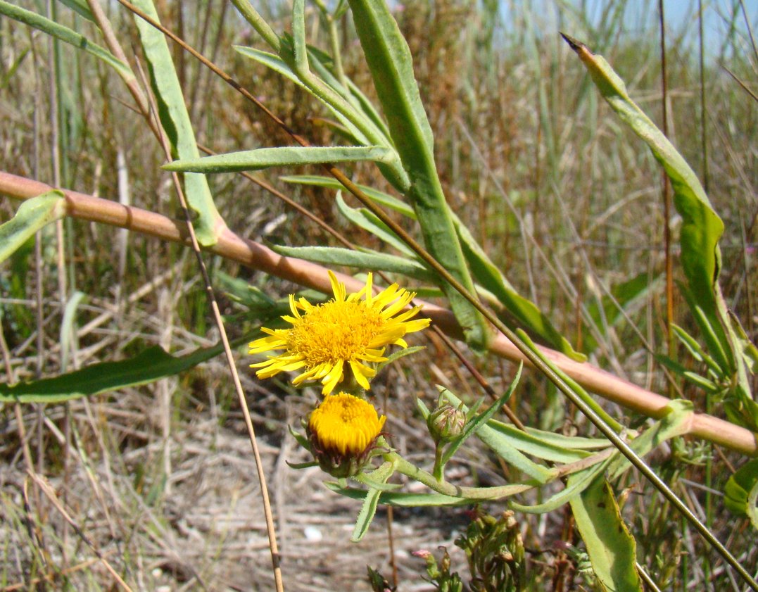 Изображение особи Inula caspica.