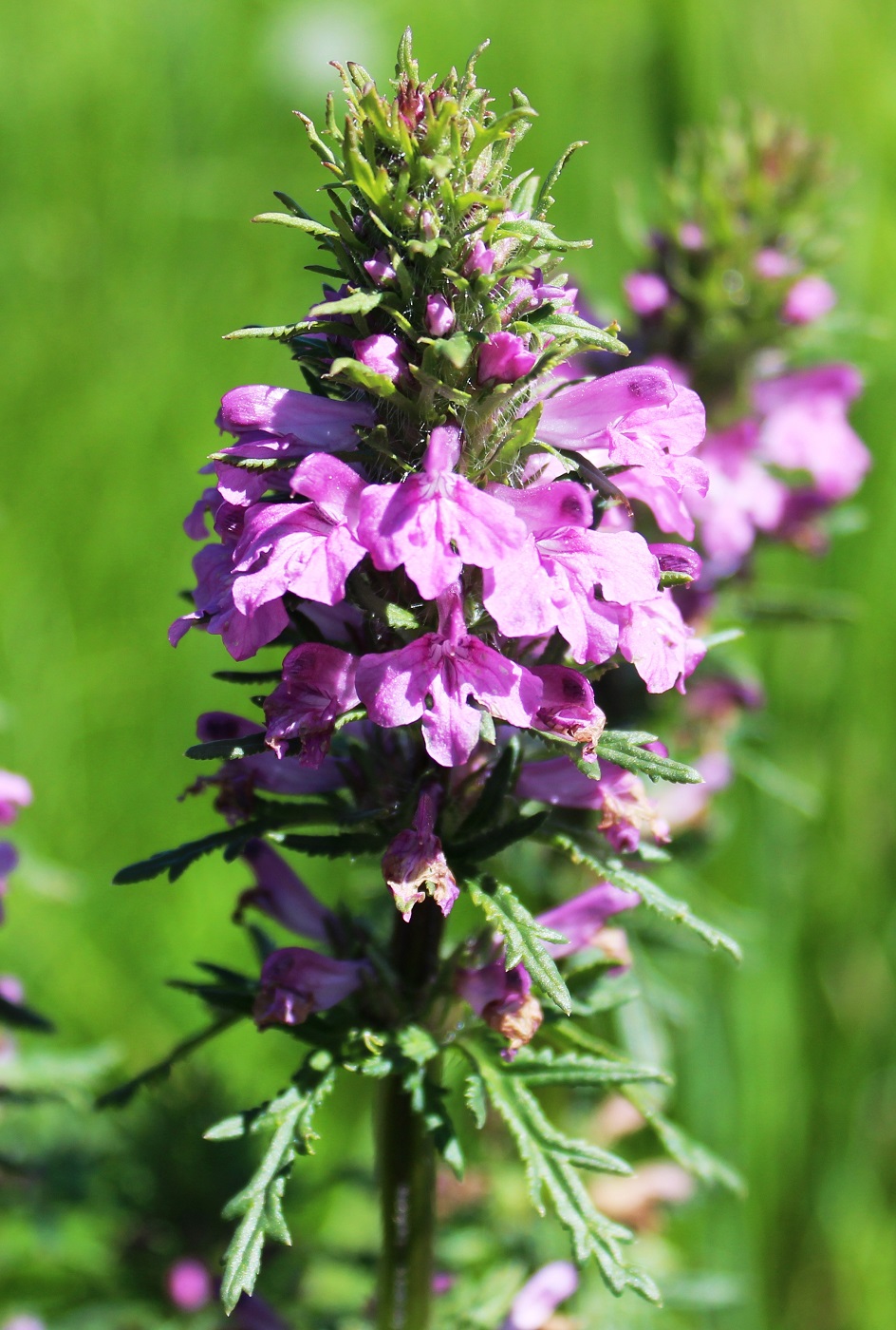 Image of Pedicularis macrochila specimen.