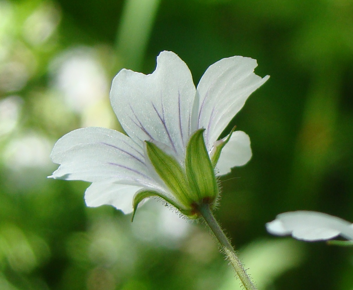 Image of Geranium krylovii specimen.