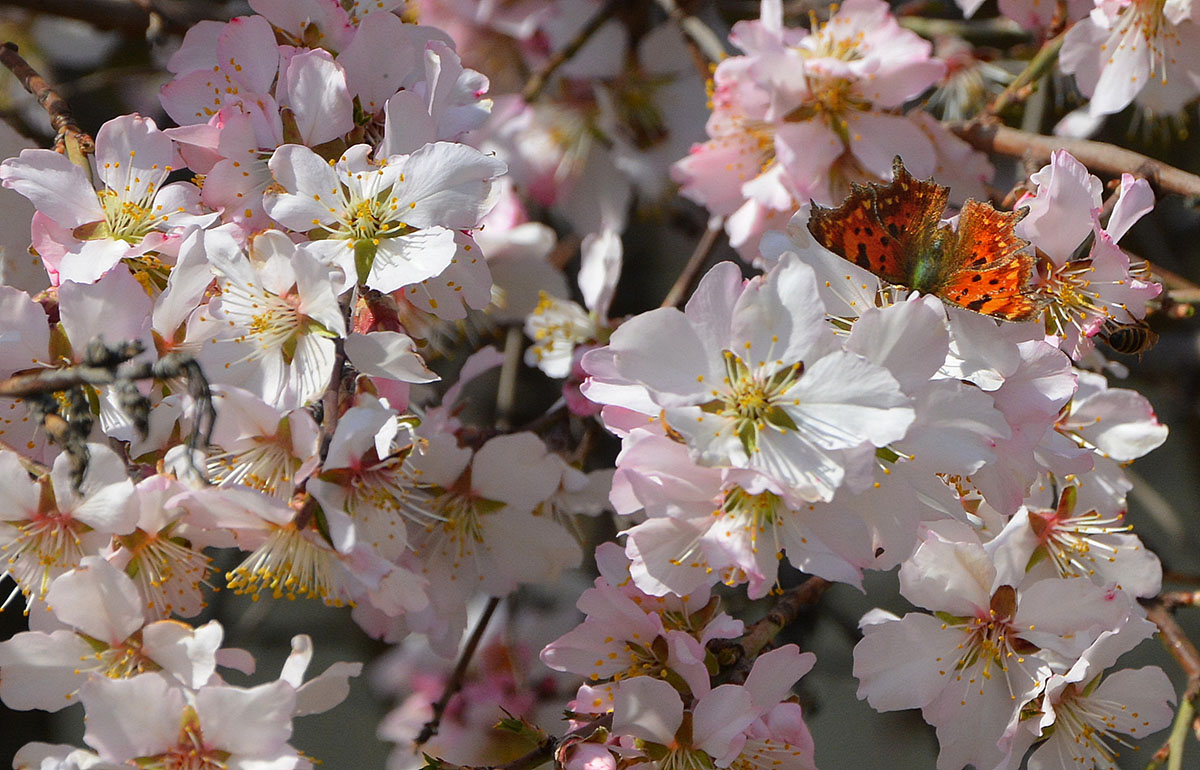 Изображение особи Amygdalus communis.