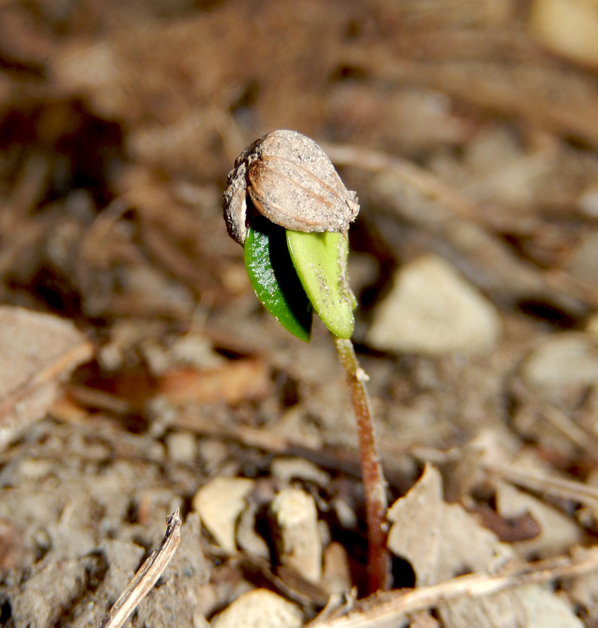 Изображение особи Carpinus betulus.