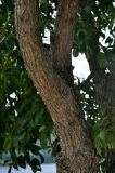 Alnus japonica
