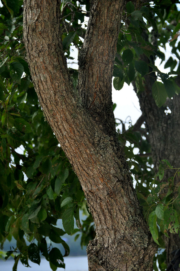 Image of Alnus japonica specimen.