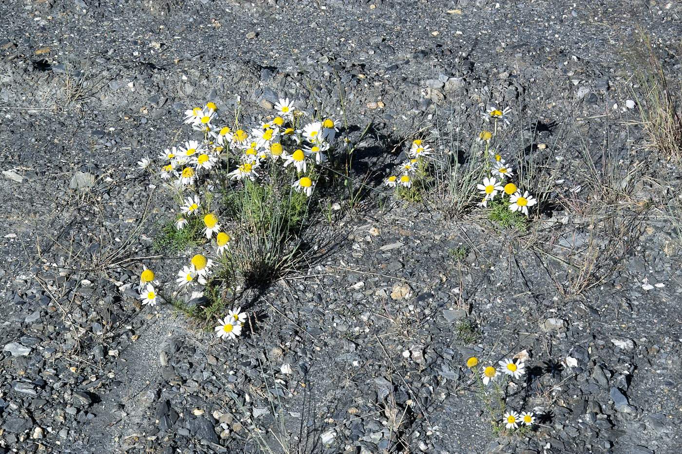 Image of genus Tripleurospermum specimen.