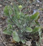 Lomelosia brachiata