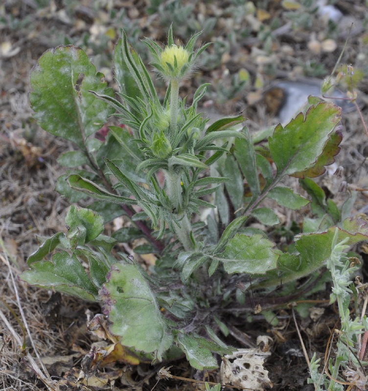 Изображение особи Lomelosia brachiata.