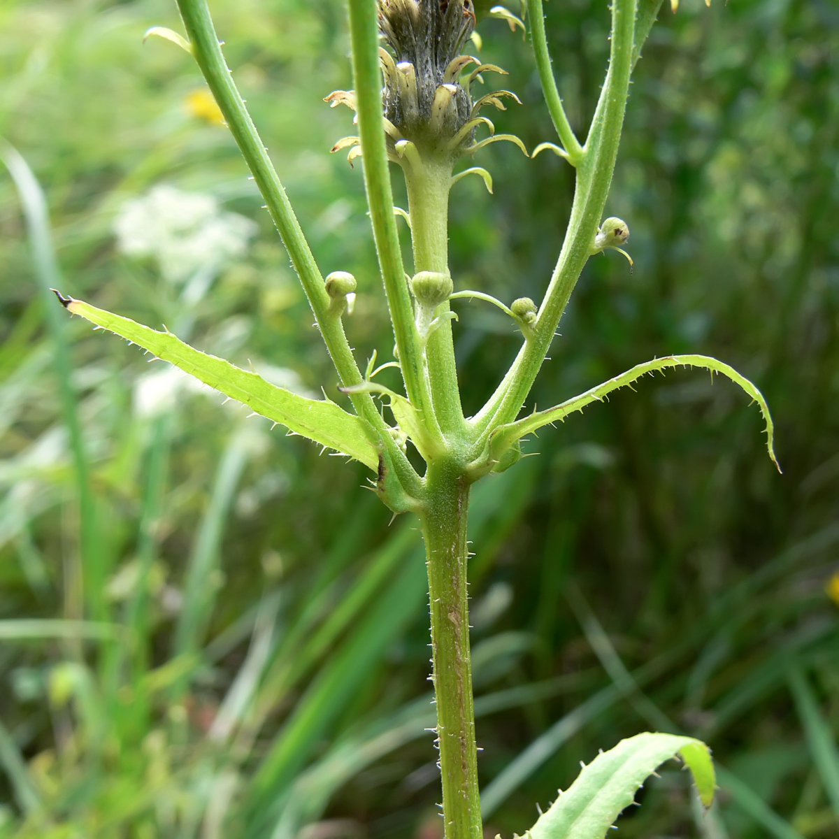 Image of Picris hieracioides specimen.