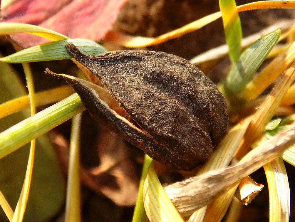 Image of Iris pontica specimen.