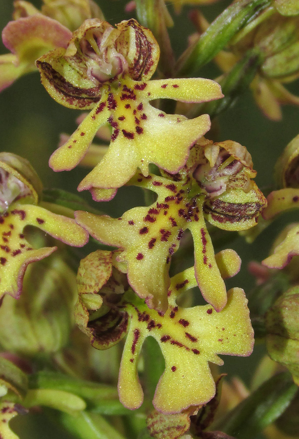 Image of Orchis × wulffiana specimen.