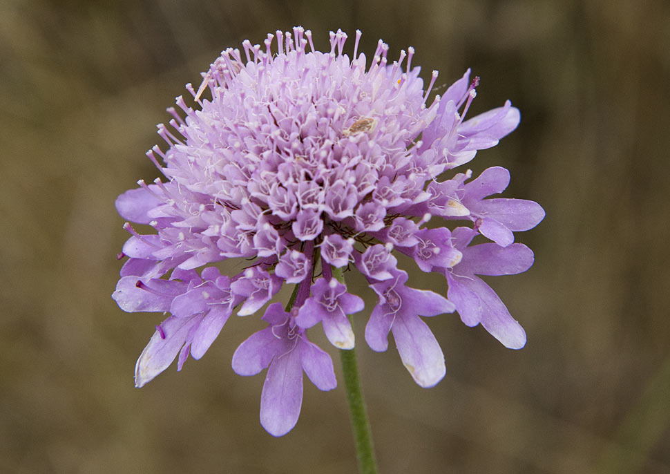 Изображение особи Sixalix atropurpurea.