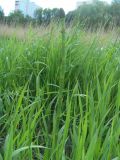 Equisetum fluviatile