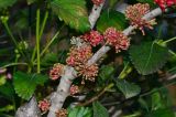 Hakea orthorrhyncha